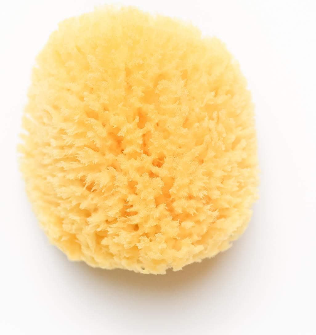 Sea Sponge